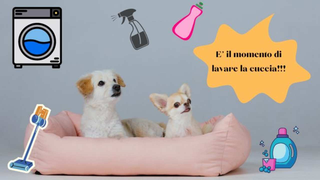 Lavare la cuccia del cane tutti i passaggi per igienizzarla e profumarla