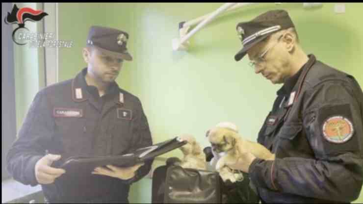 Carabinieri sgominano traffico di cuccioli 
