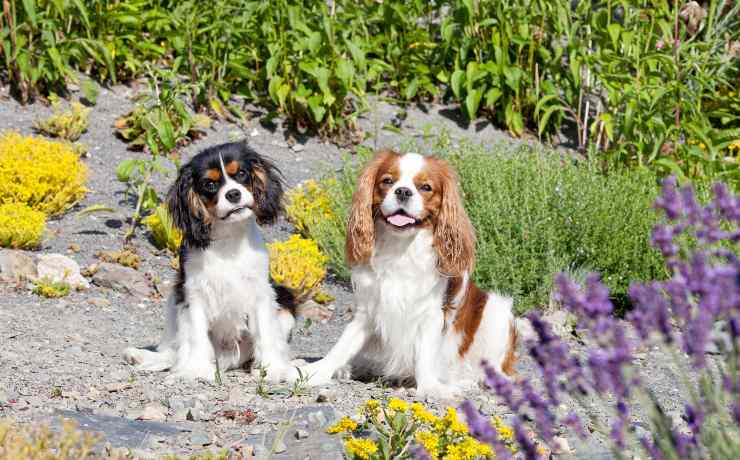 Cavalier King Charles Spaniel