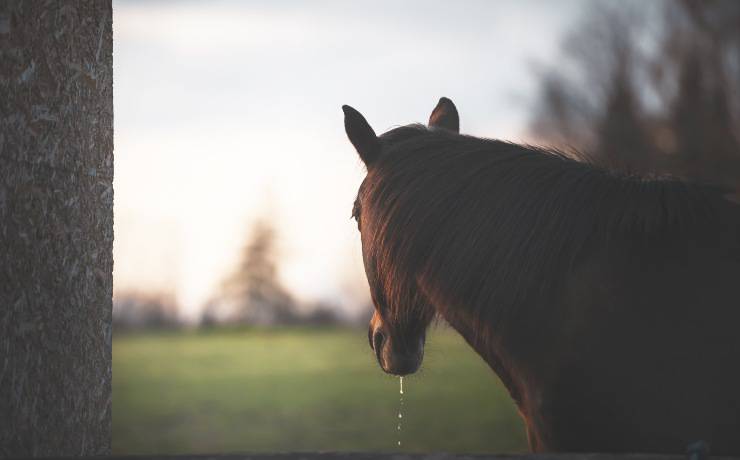 cavallo