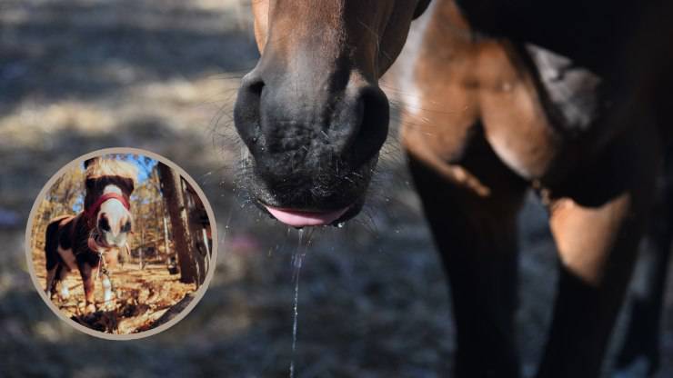 cavallo sbava