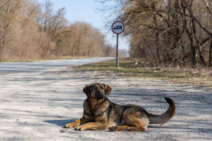 Cane di Chernobyl