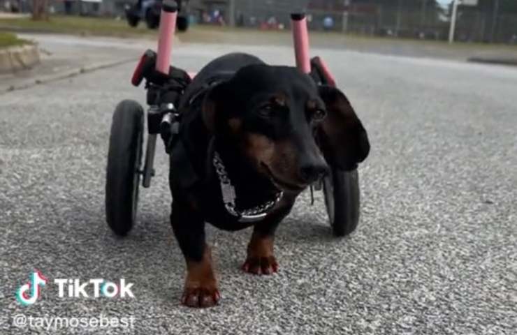 perro salchicha en silla de ruedas