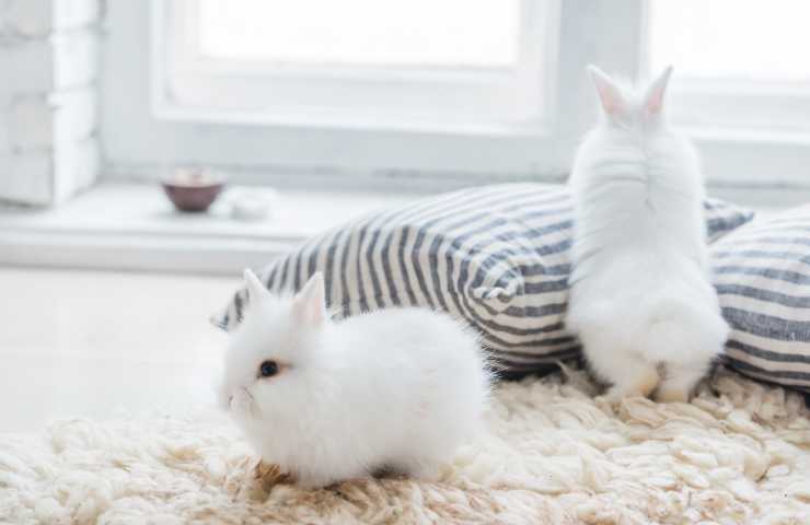 Conigli sul tappeto