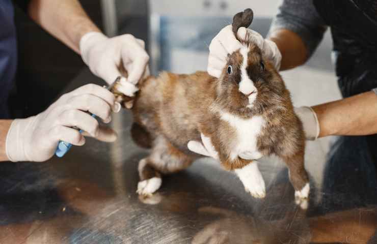Conejo en el veterinario 