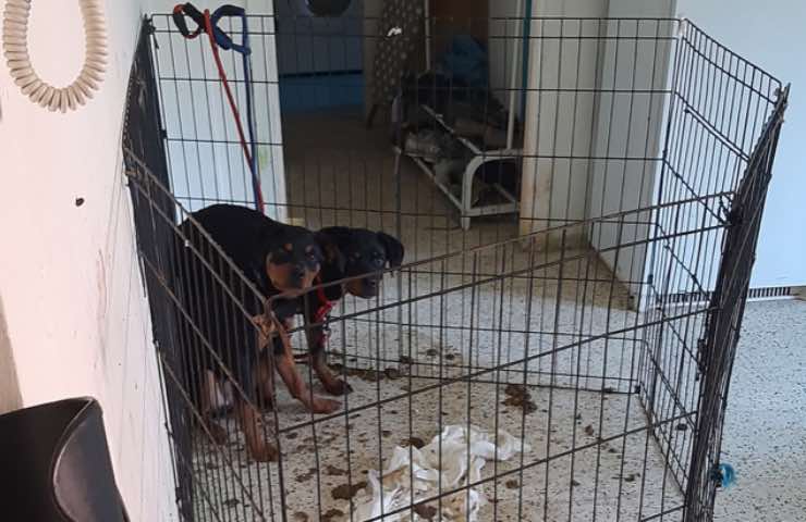 cuccioli Rottweiler abbandonati appartamento 