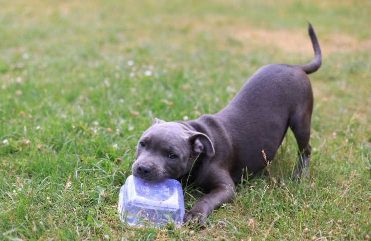 Cachorro con recipiente de plástico en la boca