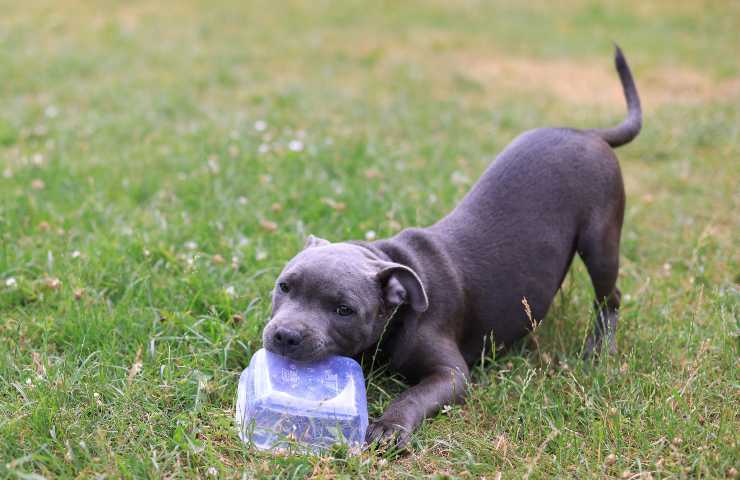 Cucciolo con contenitore di plastica in bocca