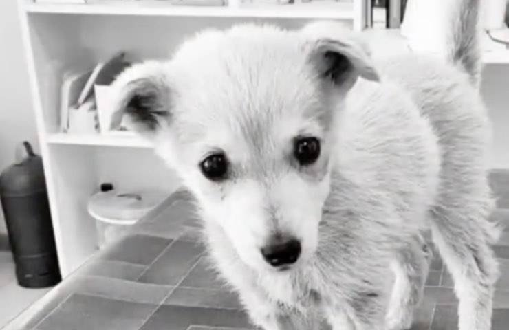 piccolo husky addio angelo