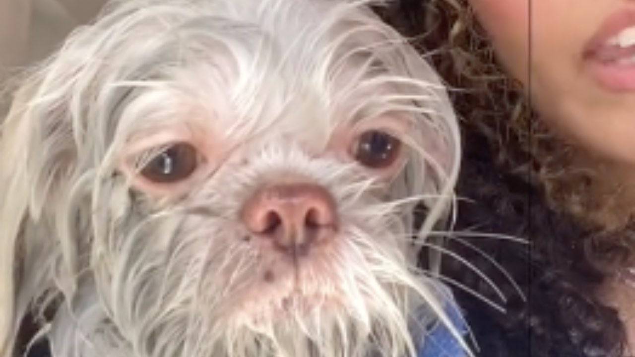 Cambiamento improvviso del pelo l'episodio del cane è virale VIDEO