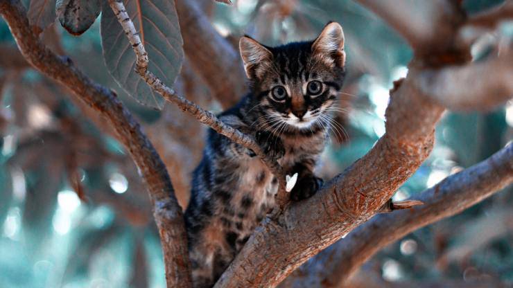 Cucciolo gattopardo in casa