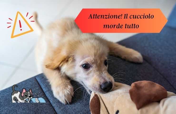 Cucciolo morde