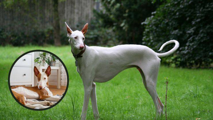 Podenco Ibicenco