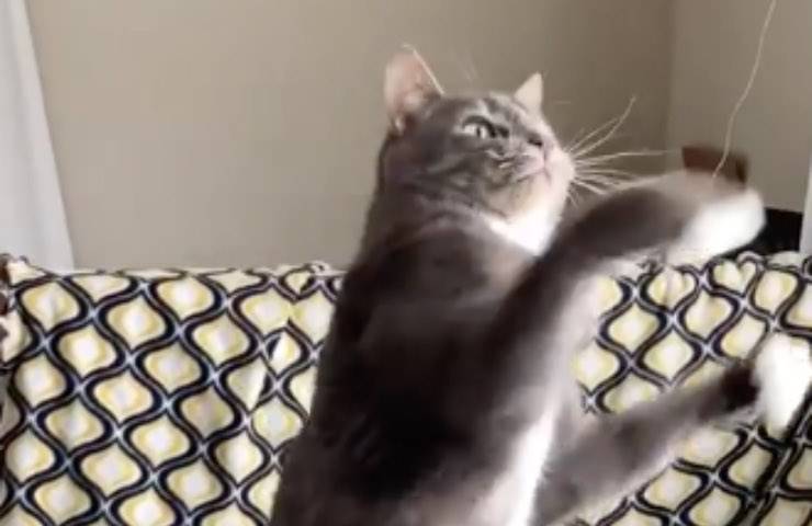 gatto grigio echo virale 