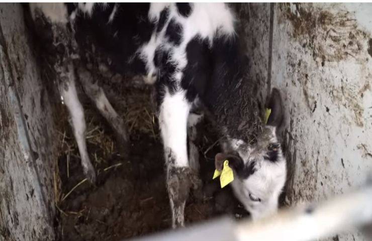 Fattoria degli orrori in provincia di Verona