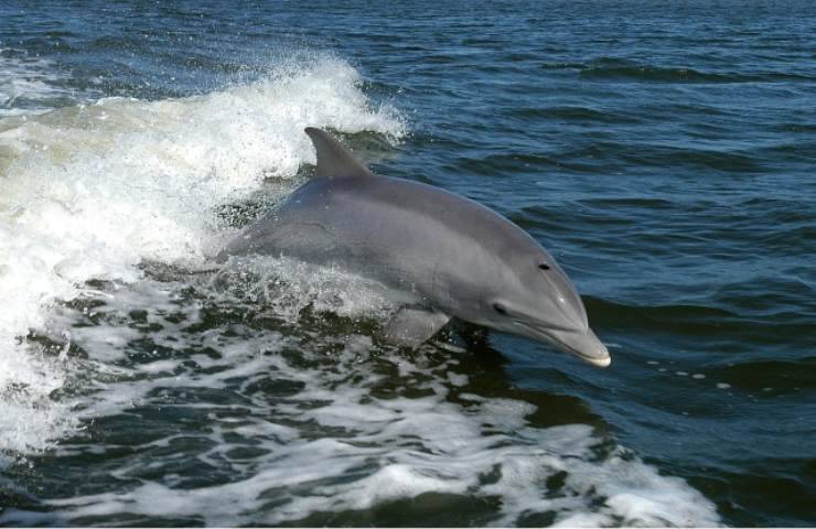 delfini fiume newyorkese tornati 