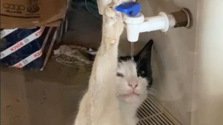 Gatto beve acqua fresca video