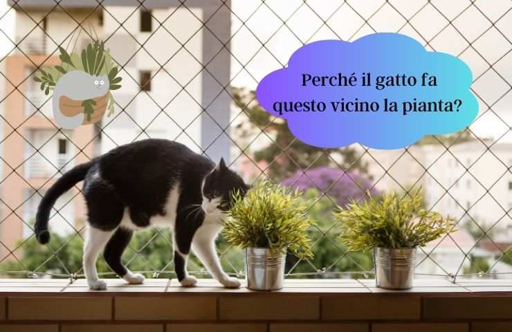 Gatto fa questo vicino la pianta