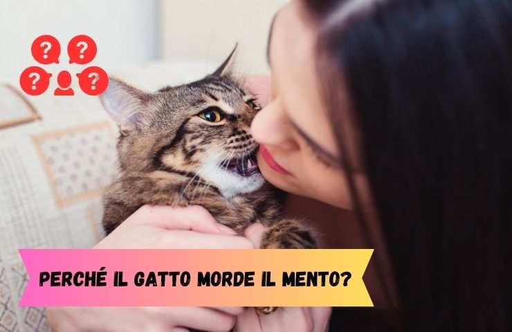 Gatto morde il mento