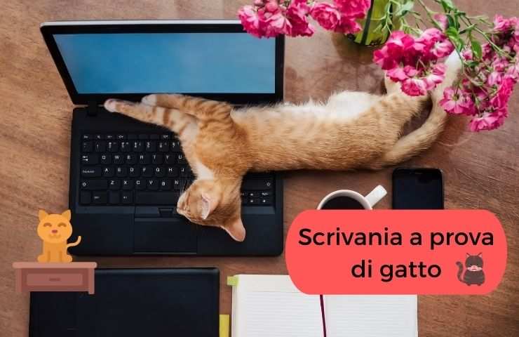 Gatto sulla tastiera del pc portatile