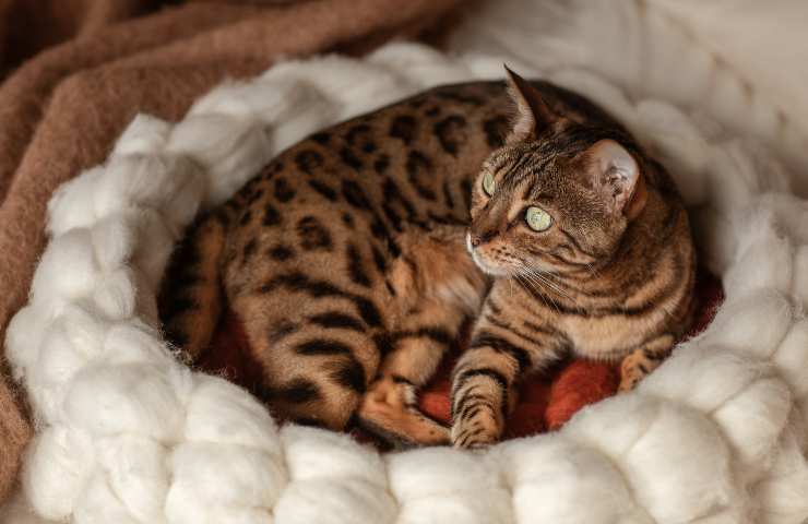 Gatto sul cuscino 