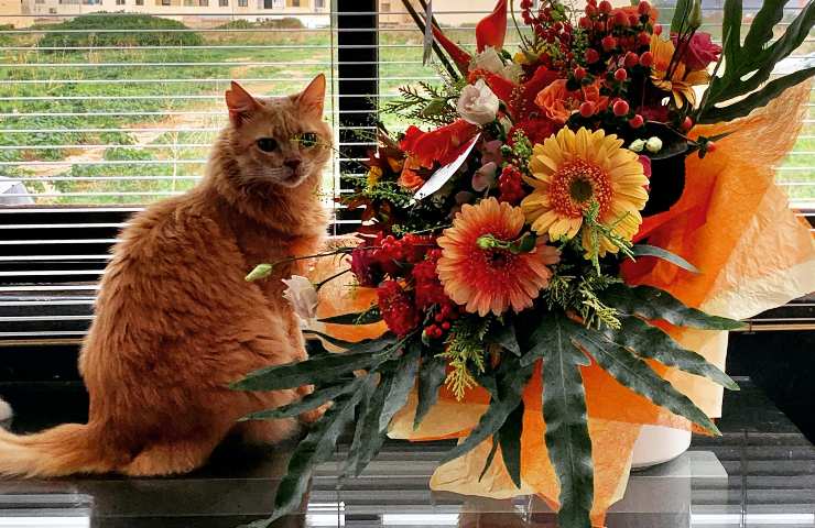 Gatto sul tavolo con vaso di fiori