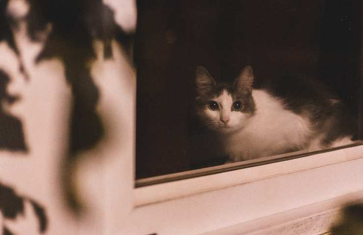 gato en la ventana