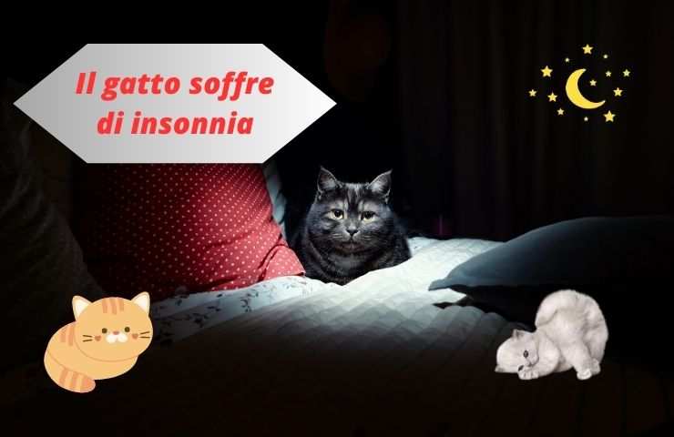 Gatto sveglio sul letto