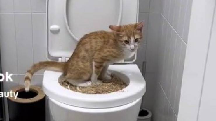 Gatto usa WC 