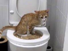 insegna gatto usare wc