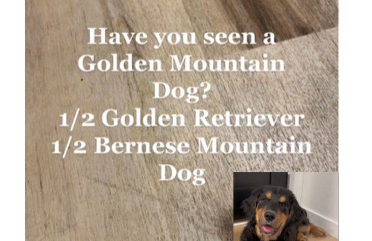 Golden Mountain cucciolo video