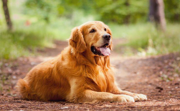 golden retriever