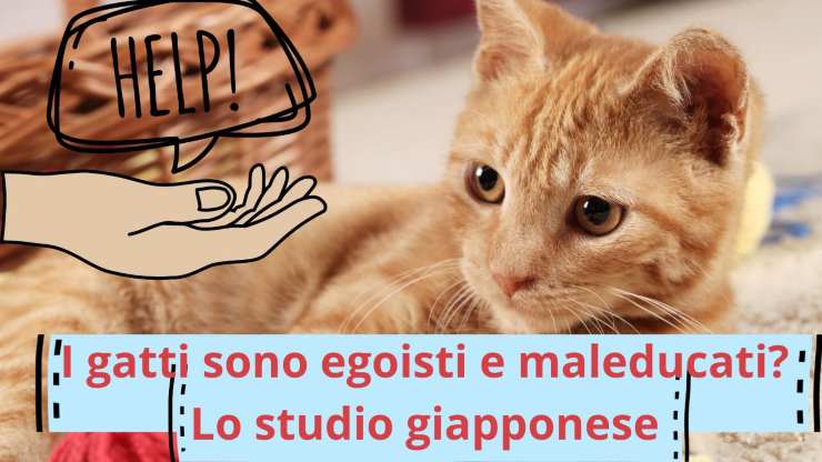 Padrone chiede aiuto al gatto