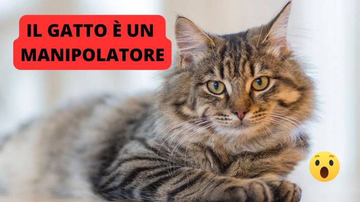 gatto sdraiato 