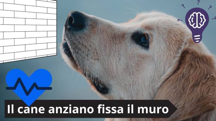 Cane guarda un punto fisso