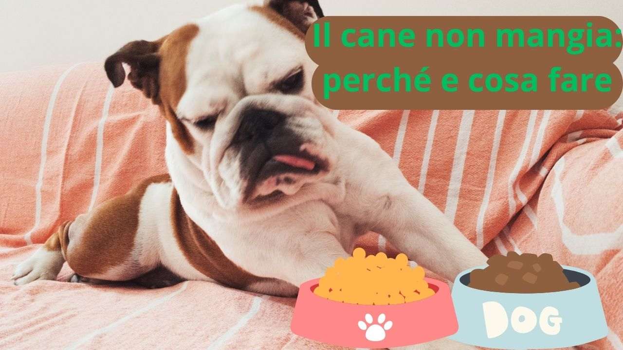 Il cane non vuole mangiare? Cosa fare per risolvere il problema presto