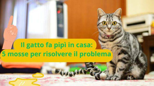 Perché il gatto fa pipì in casa e come farlo smettere in sole 5 mosse