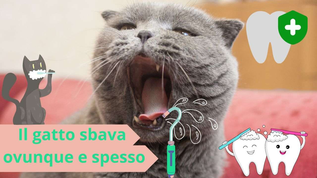 Il gatto sbava dappertutto: perché lo fa, cosa rischia e come farlo