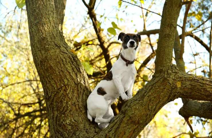 Jack Russell en el árbol