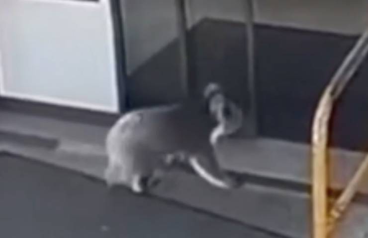 koala entra autostazione abbraccia 