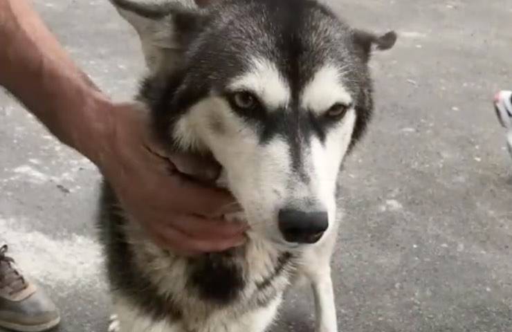 madre lima pelosetti malati 