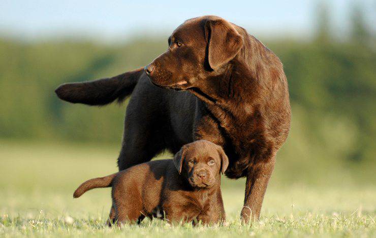 Labrador e cucciolo