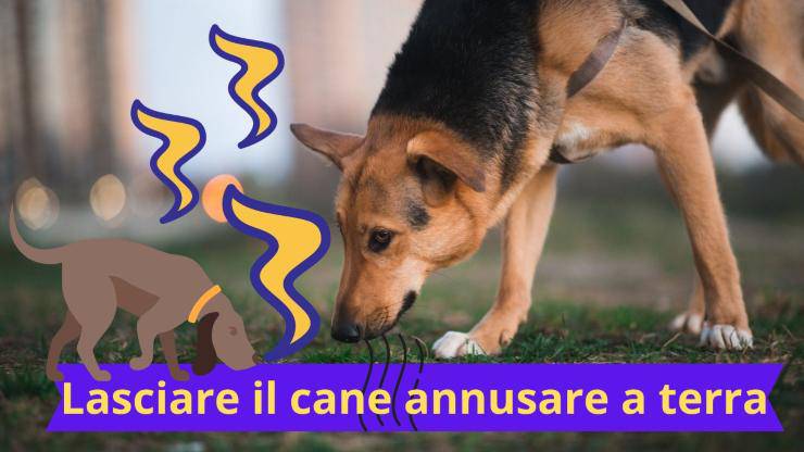 Cane che annusa a terra