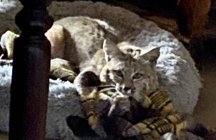 lince in casa
