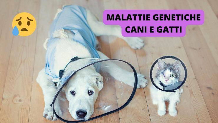 malattie cane e gatto