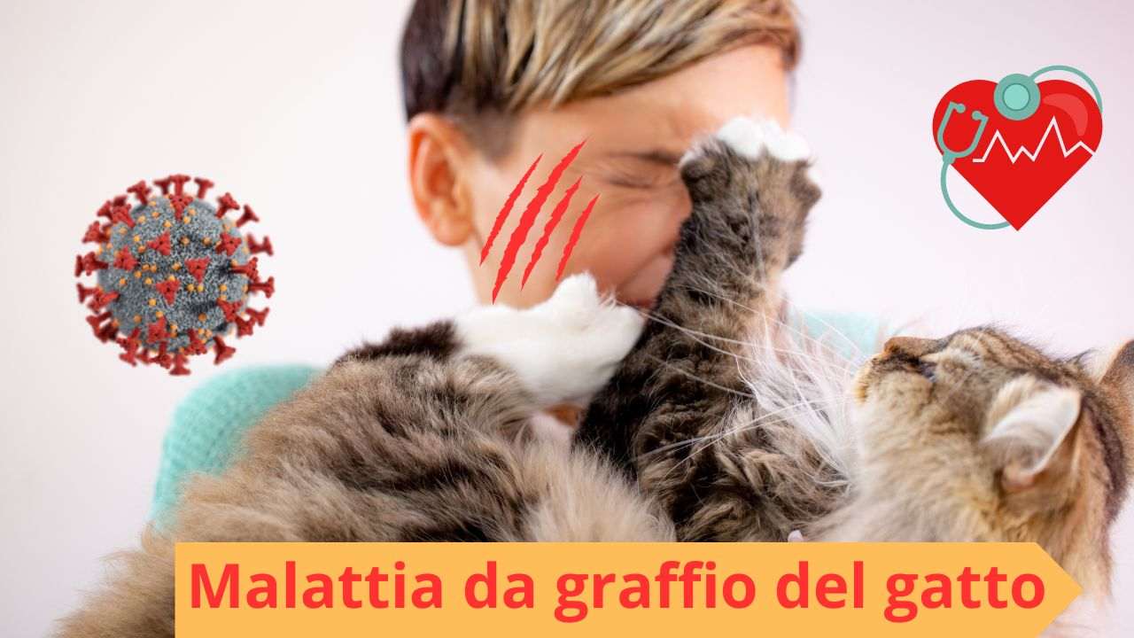malattia del gatto sull' uomo