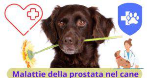 Malattie della prostata nel cane