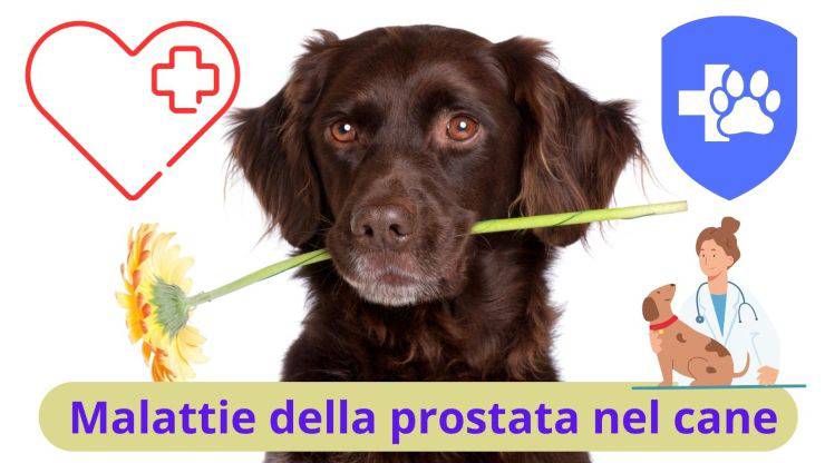 ¿Cómo se enferma la próstata en los perros?