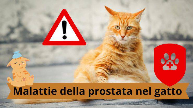 Problemi alla prostata nel gatto