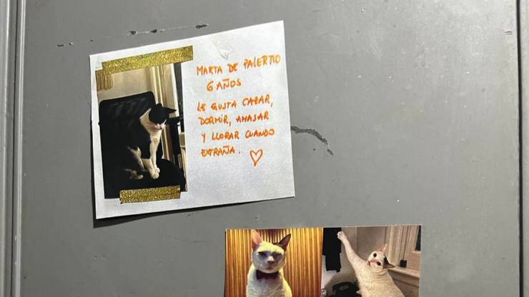 gatto miagola in ascensore